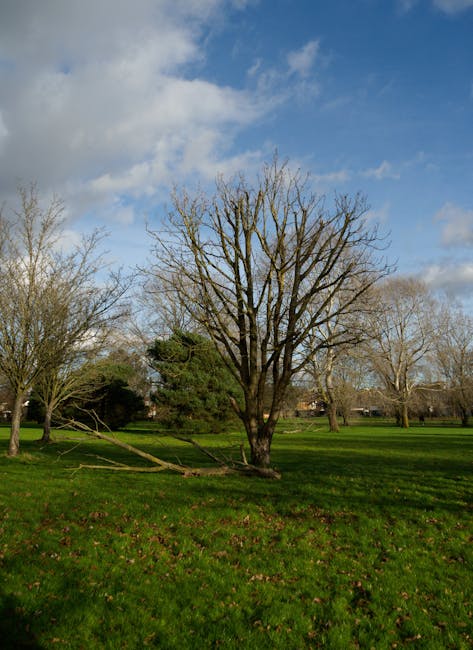 A large leafless tree situated in a grassy park area with several other trees in the background, some still with leaves and others bare, under a partly cloudy blue sky. The scene appears to be during late autumn or early winter. The grass is green with scattered fallen leaves, indicating seasonal change. No furniture, boxes, or moving equipment are visible in the image, reflecting an outdoor environment rather than a house or indoor space.
