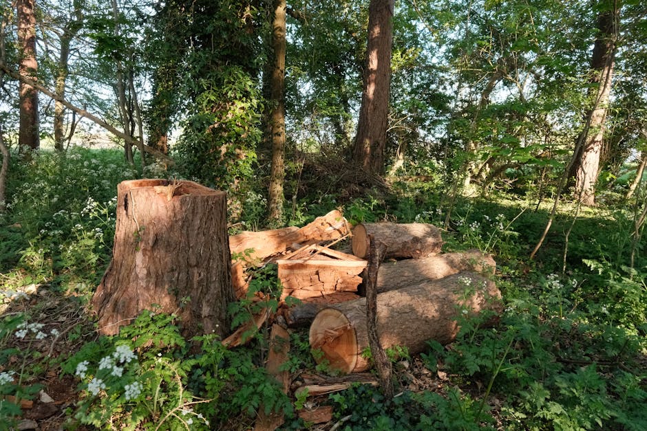 A close-up view of a woodpile in a wooded outdoor setting, featuring a large, partially cut tree stump in the foreground with a smooth, flat top surface and rough, textured sides. Next to the stump, several logs of varying sizes are stacked horizontally, some with visible circular growth rings and bark, awaiting transport or disposal. The logs are surrounded by green foliage, small white flowering plants, and leafy undergrowth, with taller trees and a partly shaded canopy in the background. The scene is illuminated by natural daylight, highlighting the textures of the wood and leaves, indicating a typical environment where tree felling and removal activities are underway, akin to preparations involved in home relocation or yard clearance carried out by professional removals services such as Colliers Wood Removals.