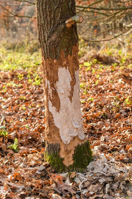 https://collierswoodremovals.org.uk/blog/how-to-avoid-hidden-removal-fees-in-colliers-wood/