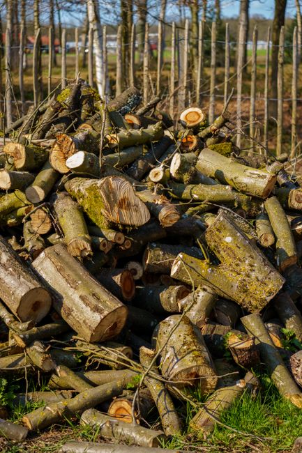 A large pile of chopped tree logs and branches stacked along a wooden fence on a grassy area. The logs vary in size and are cut with visible rings and bark, some covered in moss and dirt. In the background, there are tall, thin trees with light-colored bark and bare branches, suggesting an early spring or late autumn setting. The scene is outdoors in natural daylight, with the logs arranged randomly near the fence, which separates the wooded area from an open space. This outdoor environment depicts wood collection or clearance, relevant to house removals or relocation services involving yard clearance or preparation for a move, as operated by Colliers Wood Removals.